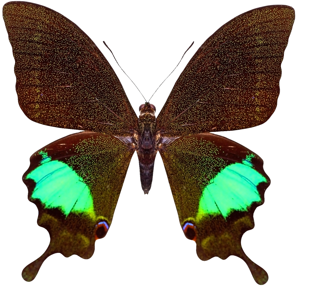  Butterfly,png,overlay,animal,insect,nature,multi colored,butterfly,isolated,close-up,macro,lepidoptera,flying,fragility