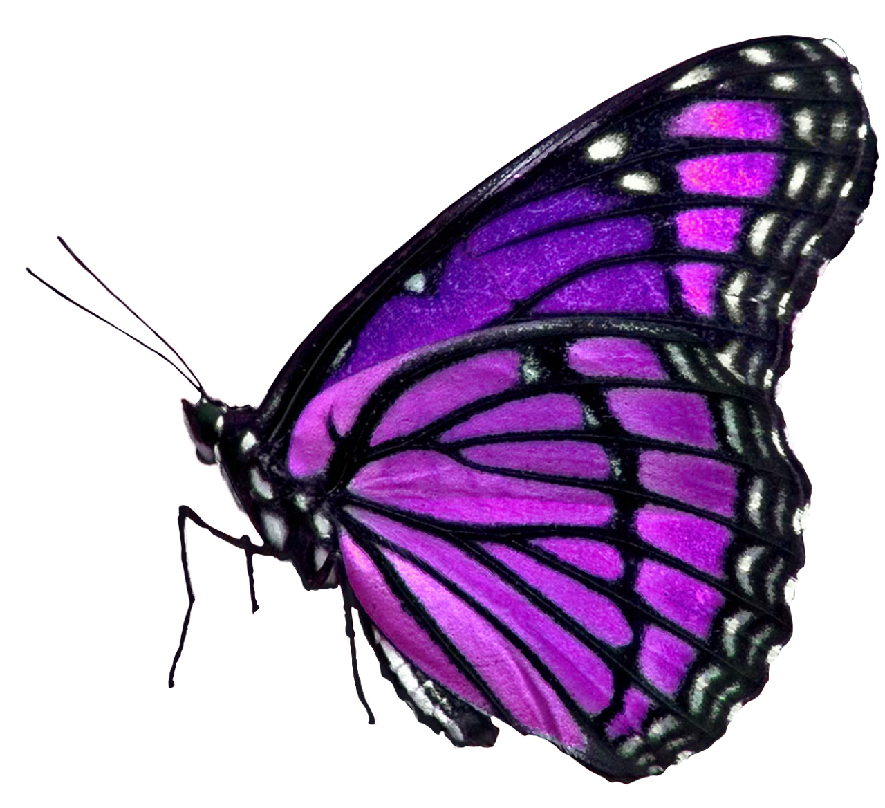  Butterfly,png,overlay,animal,insect,butterfly,nature,macro,multi colored,beauty in nature,lepidoptera,close-up,fragility,pattern,animal wing,isolated,animal antenna