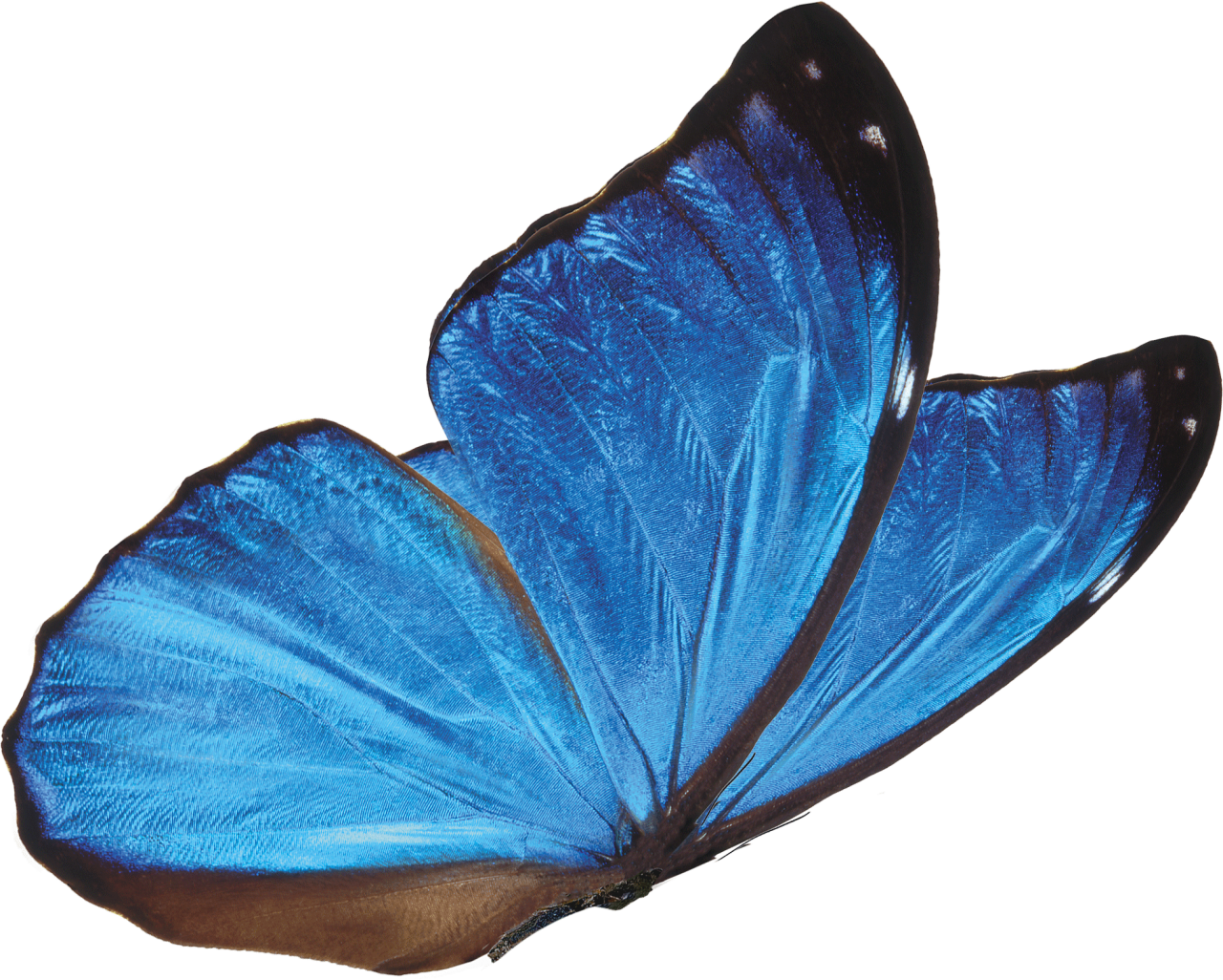  Butterfly,png,overlay,animal,nature,blue,insect,isolated,beauty in nature,macro,butterfly,multi colored,close-up,flying,white background,fragility,animal wing