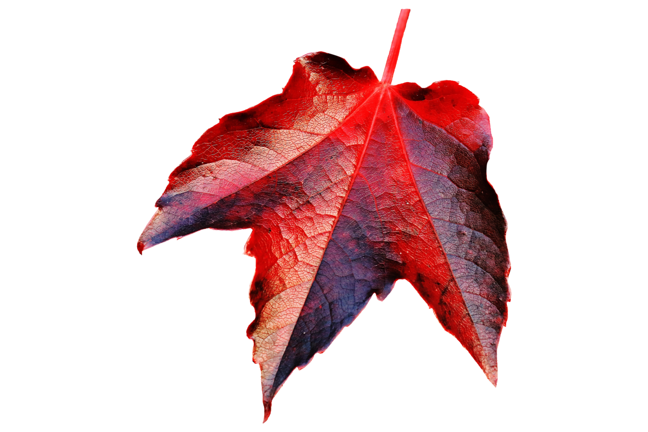  Autumn Leaves,png,overlay,leaf,autumn,nature,backgrounds,season,multi colored,plant,tree,october,pattern,illustration,close-up,yellow,design,forest