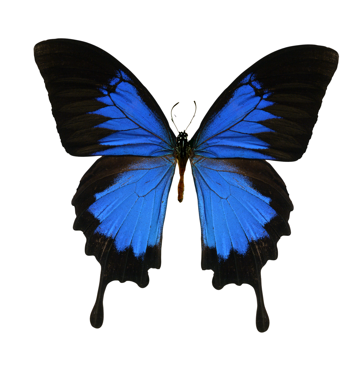  Butterfly,png,overlay,animal,insect,butterfly,nature,close-up,multi colored,animal wing,blue,beauty in nature,pattern