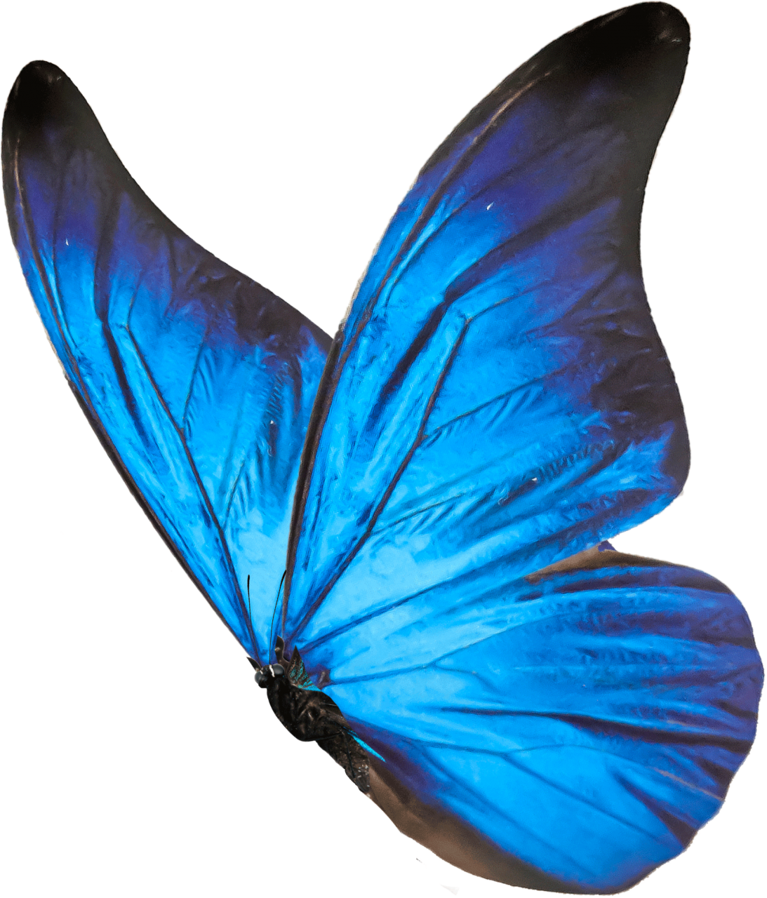  Butterfly,png,overlay,animal,blue,nature,insect,isolated,multi colored,flying,butterfly,macro,beauty in nature,close-up,animal wing
