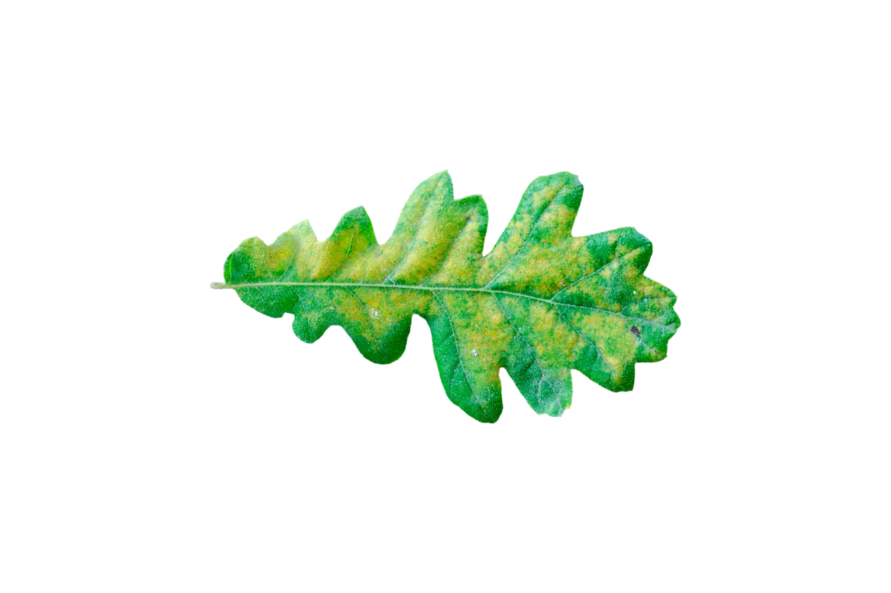  Autumn Leaves,png,overlay,leaf,nature,plant,green color,backgrounds,tree,summer,outdoors,freshness,branch,forest,illustration,growth,close-up