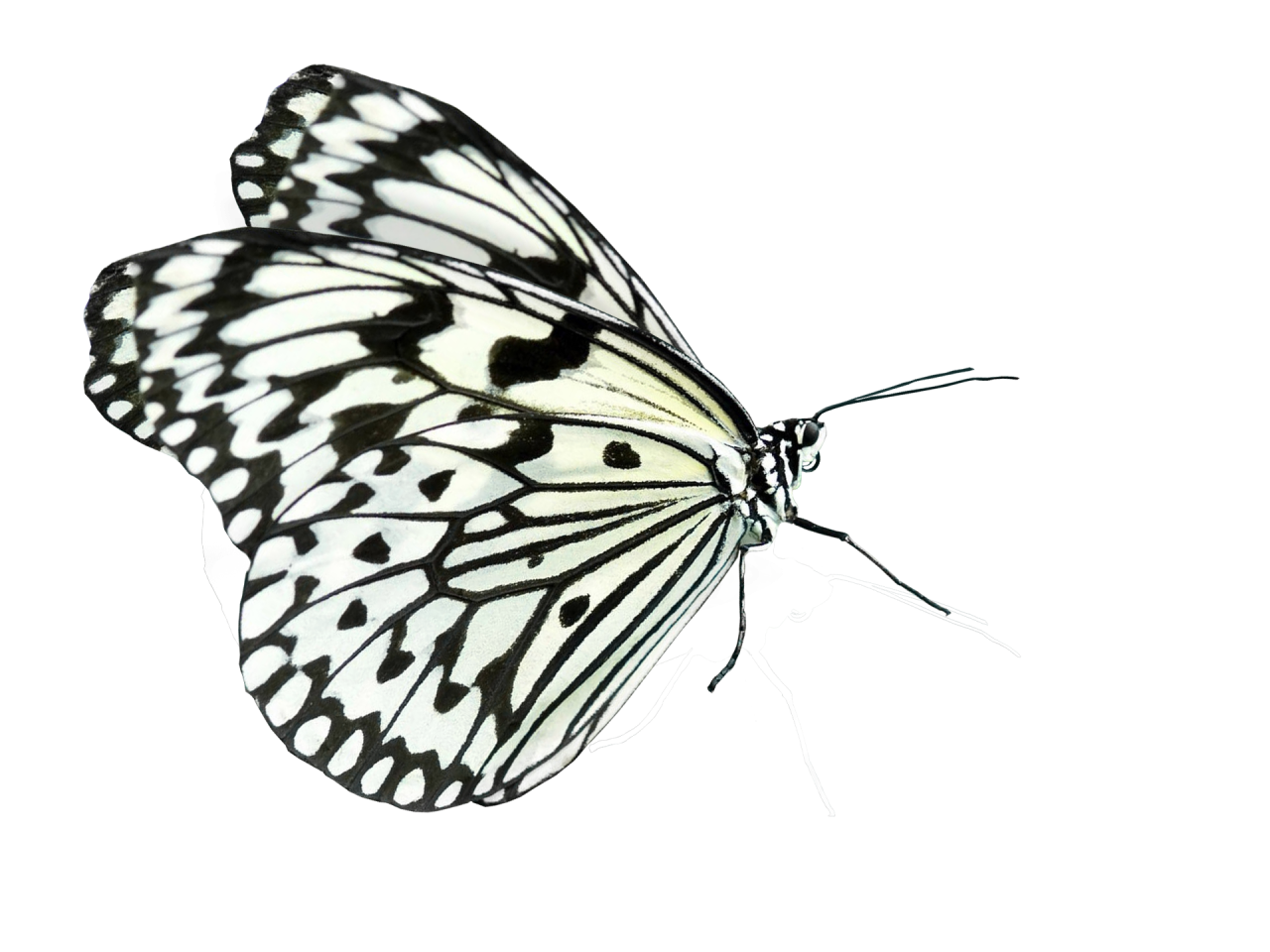 Borboleta, png, sobreposição, animal, inseto, natureza, borboleta, padrão, voando, resumo