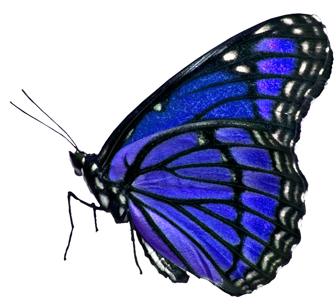 Butterfly,png,overlay,animal,insect,nature,butterfly,multi colored,macro,lepidoptera,fragility,isolated,beauty in nature,close-up,pattern,animal wing