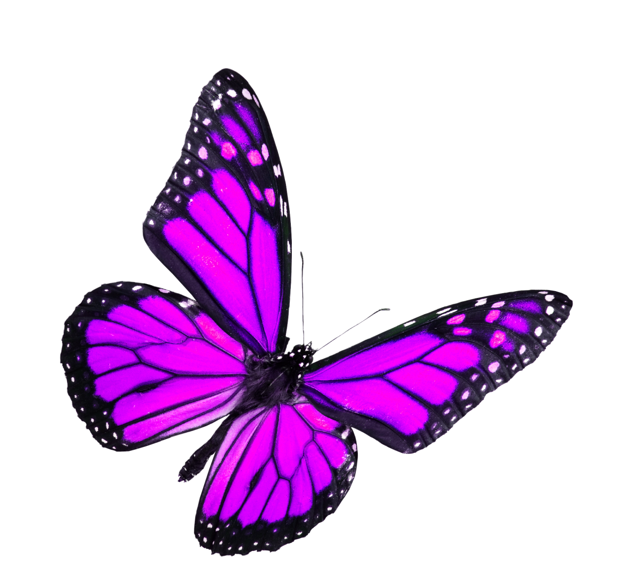  Butterfly,png,overlay,animal,insect,nature,flying,isolated,multi colored,butterfly,fragility,collection,white background,beauty in nature,beauty