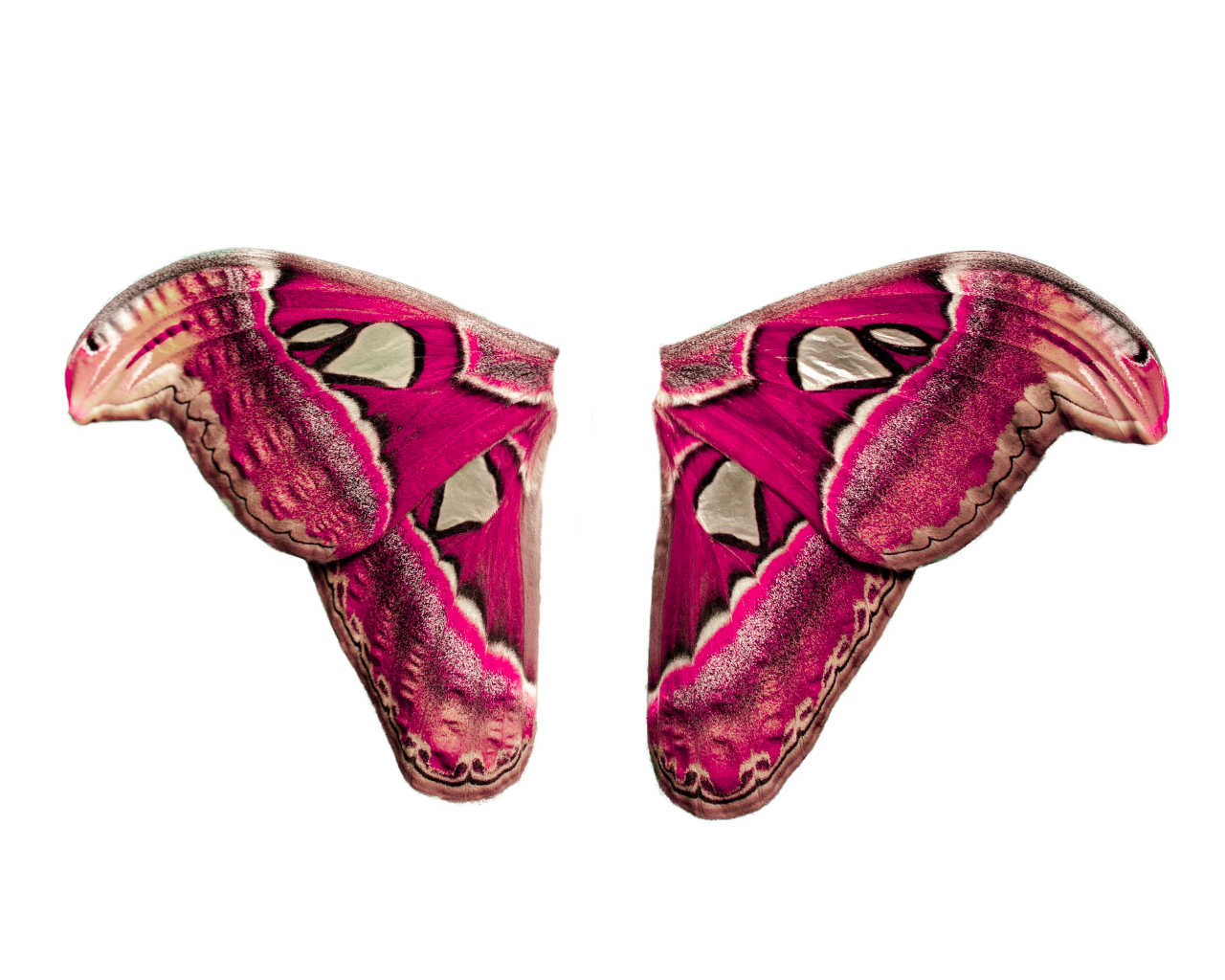 Borboleta, png, sobreposição, animal, inseto, ilustração, natureza, borboleta, padrão
