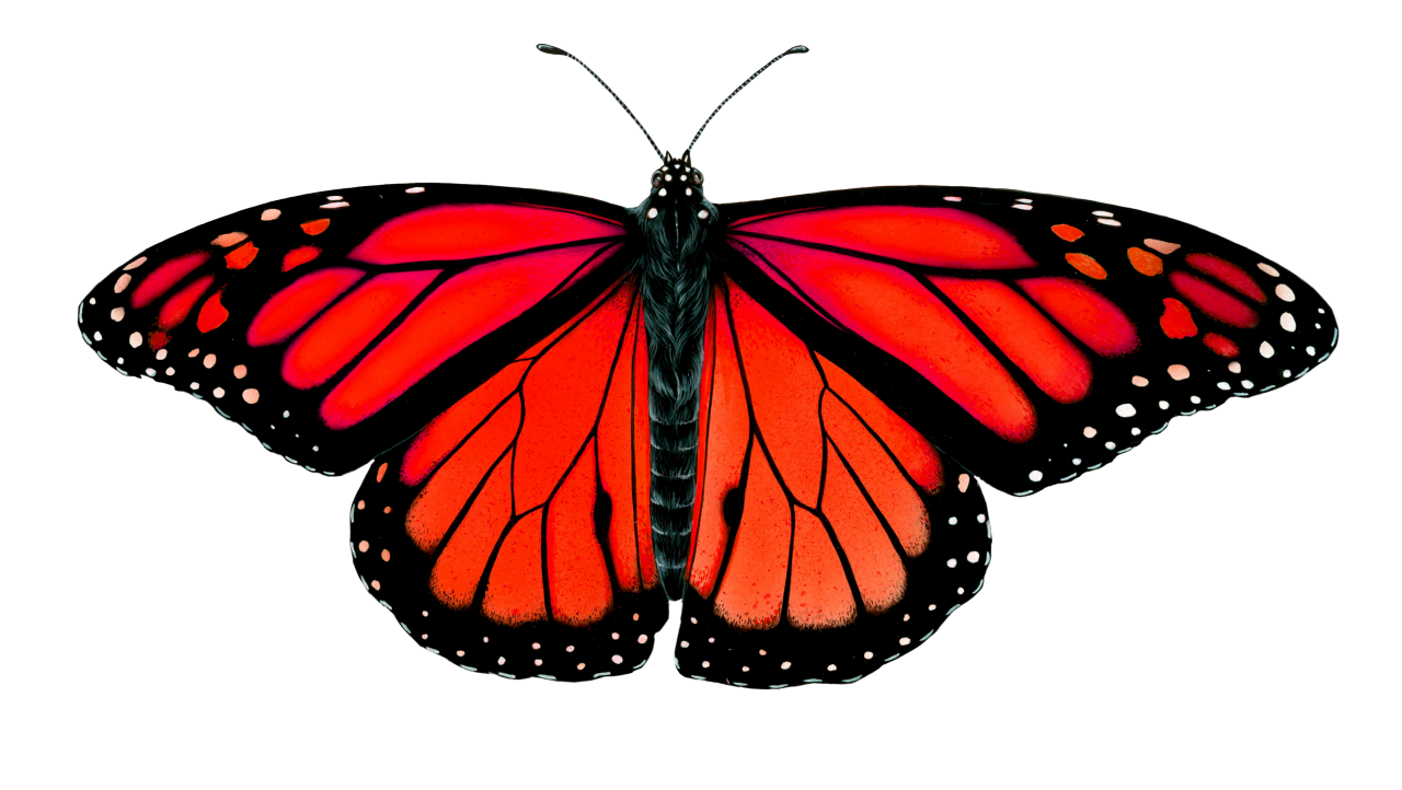 Borboleta,sobreposição,inseto,natureza,borboleta,voando,multi colorido,amarelo,beleza na natureza,isolado,fragilidade,coleção