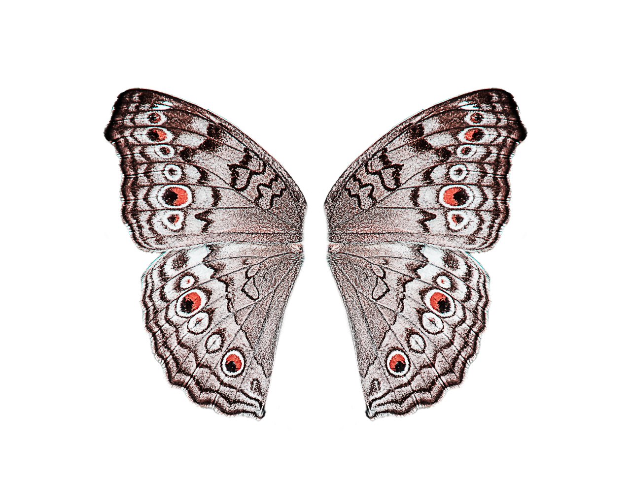  Butterfly,png,overlay,animal,insect,nature,pattern,butterfly,multi colored,decoration,abstract,backgrounds,flying,animal wing,beauty in nature