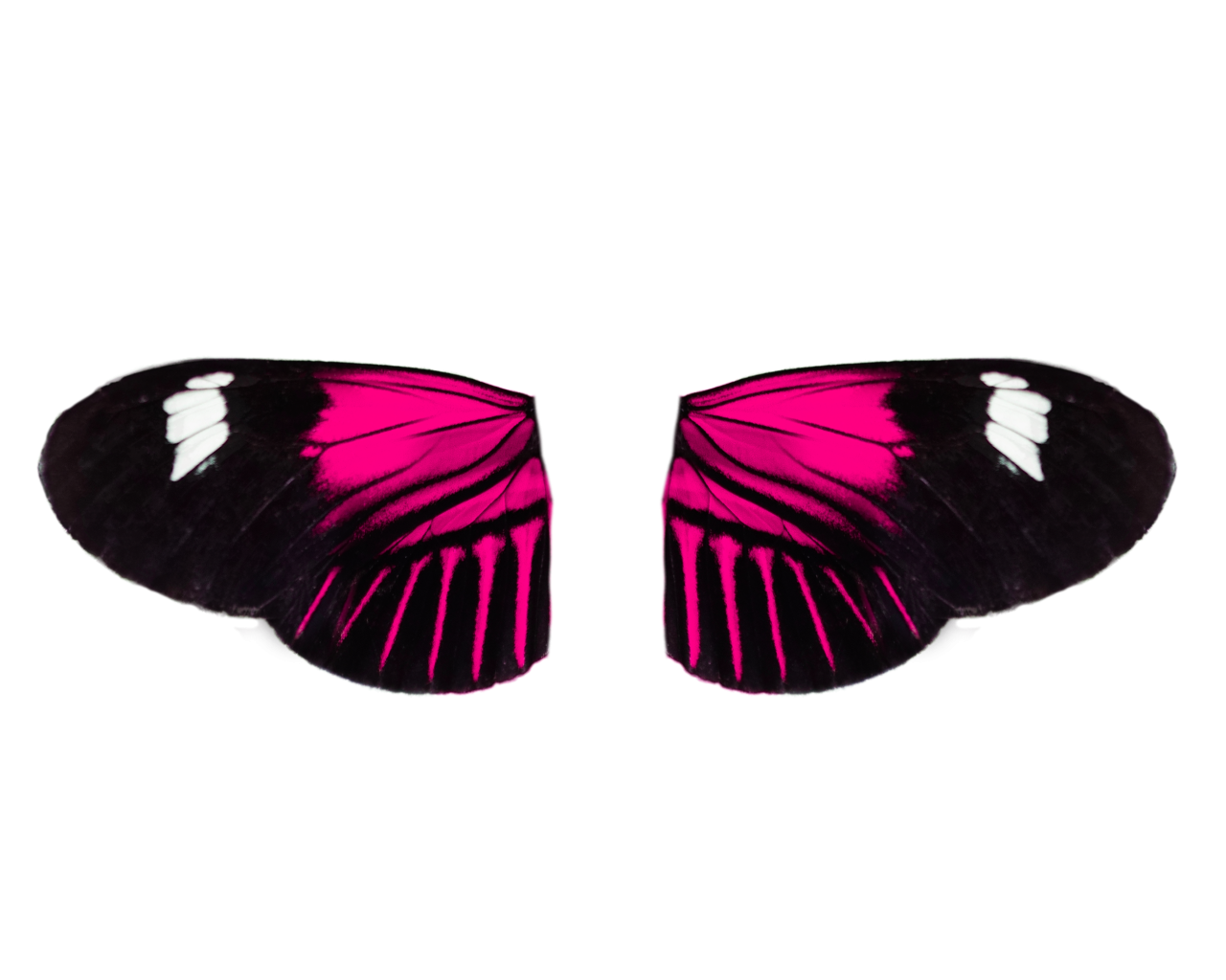  Butterfly,png,overlay,animal,nature,insect,multi colored,butterfly,pattern,beauty in nature,flying,close-up,backgrounds,abstract,animal wing