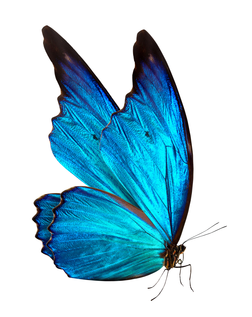 Mariposa, png, superposición, animal, naturaleza, insecto, mariposa, azul, multicolor, volador, belleza en la naturaleza, primer plano, ala animal, macro, fondos, fragilidad, aislado