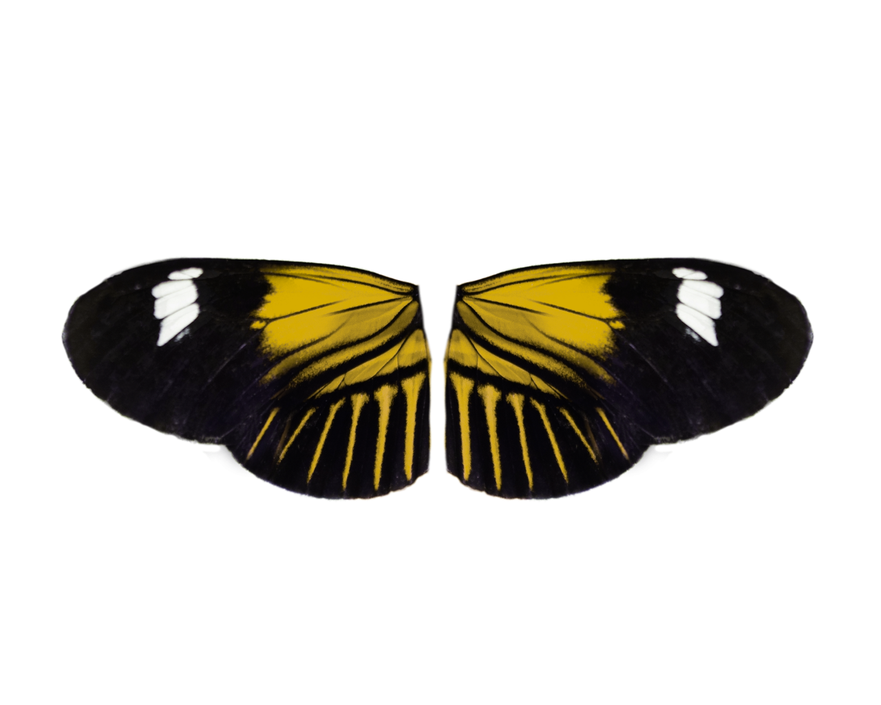  Butterfly,png,overlay,animal,nature,butterfly,insect,insect,multi colored,beauty in nature,close-up,pattern,flying,backgrounds
