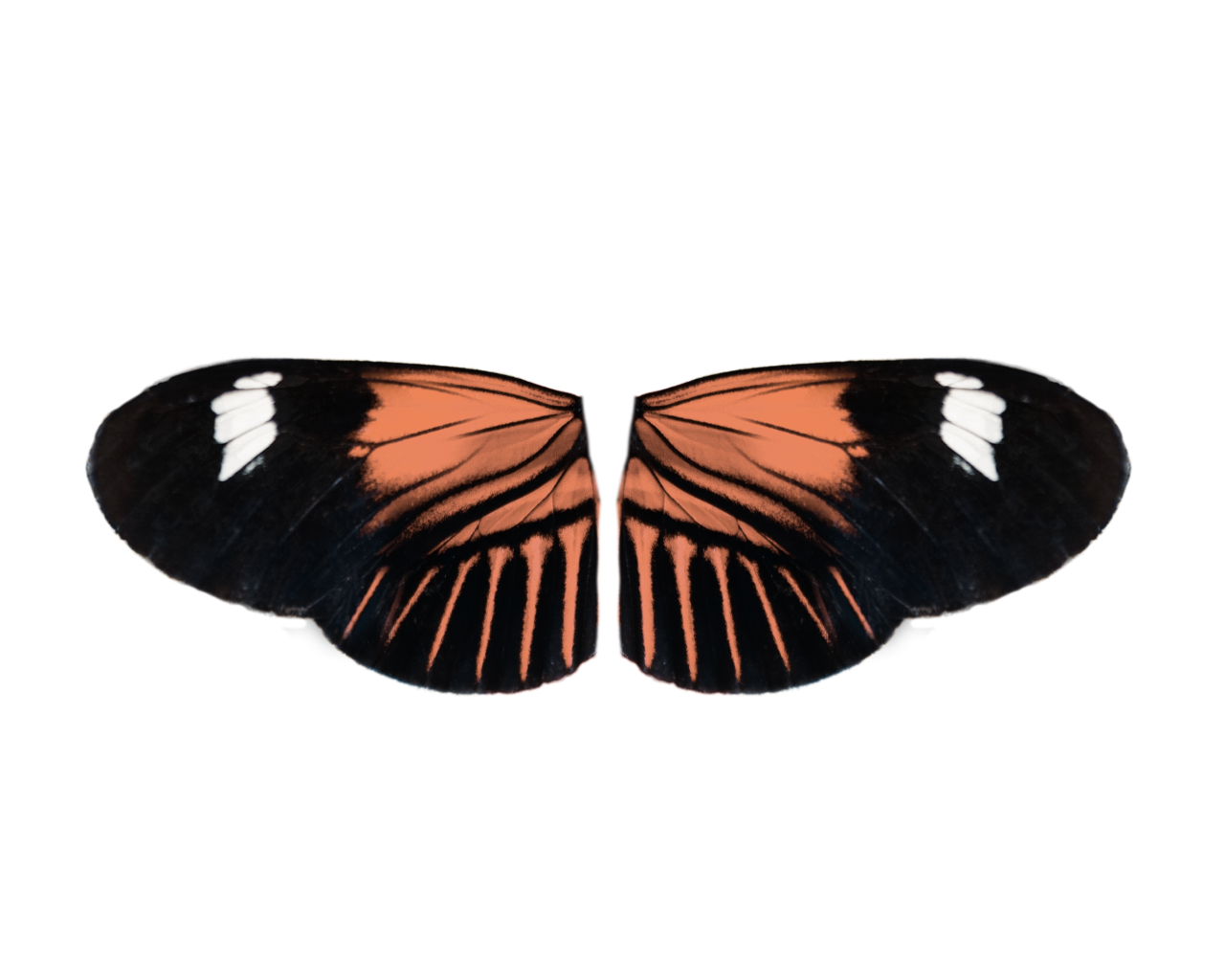  Butterfly,png,overlay,animal,insect,nature,butterfly,multi colored,beauty in nature,close-up,pattern,backgrounds,flying,yellow