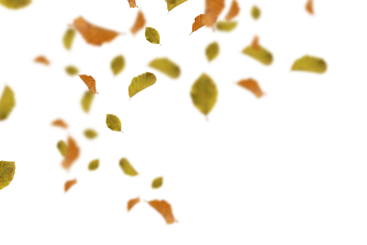  Autumn Leaves,png,overlay,pattern,illustration,vector,backgrounds,design,decoration,backdrop,abstract