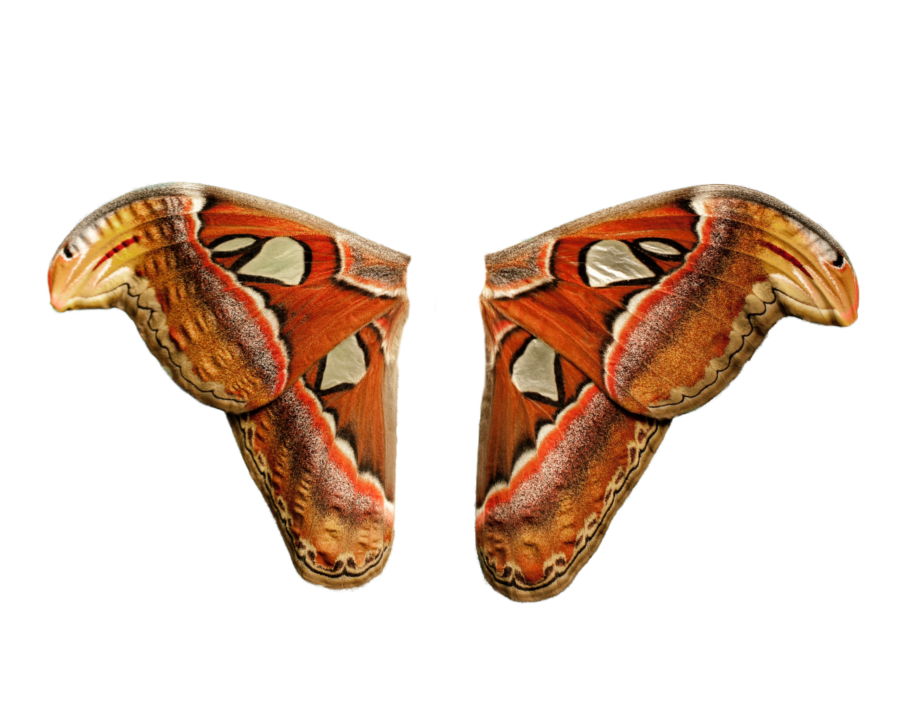  Butterfly,png,overlay,animal,illustration,pattern,nature,vector