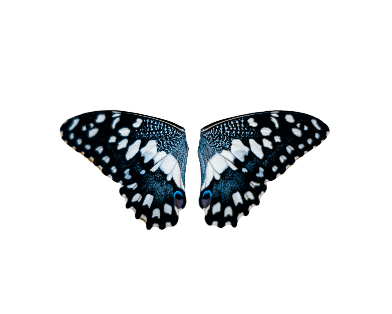  Butterfly,png,overlay,animal,insect,butterfly,nature,pattern,multi colored,animal wing,close-up,beauty in nature,flying,backgrounds