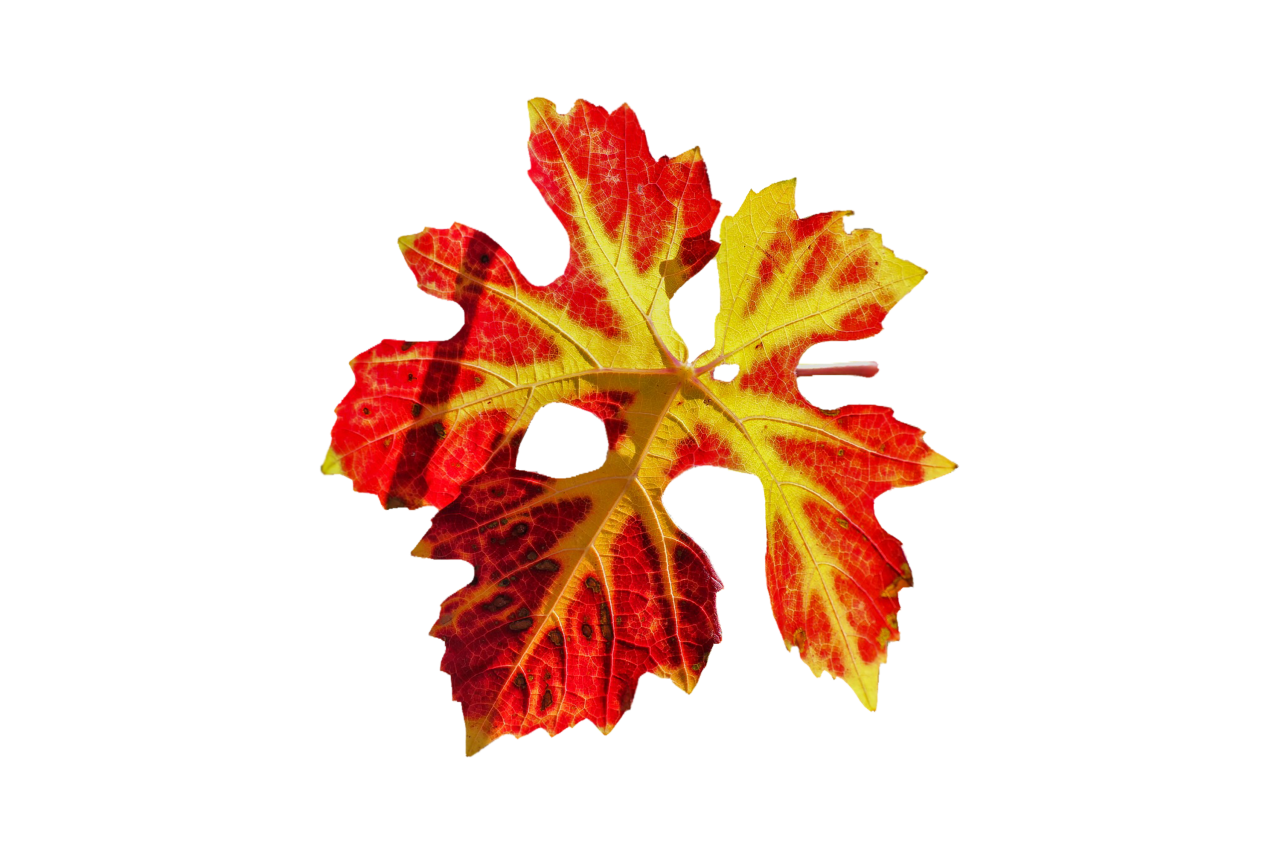  Autumn Leaves,png,overlay,leaf,autumn,nature,backgrounds,yellow,illustration,multi colored,plant,season,pattern,tree,abstract,october,design,vector,decoration,colors