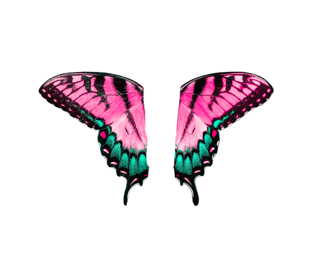  Butterfly,png,overlay,animal,multi colored,pattern,backgrounds,insect,abstract,nature,illustration,creativity