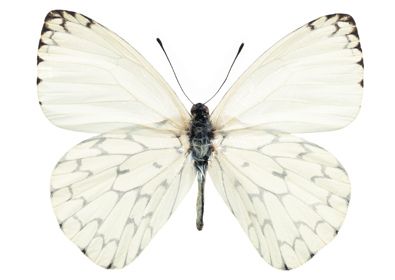  Butterfly,png,overlay,animal,insect,nature,butterfly,close-up,macro,multi colored,animal wing,fragility,beauty in nature,isolated,lepidoptera,flying,yellow