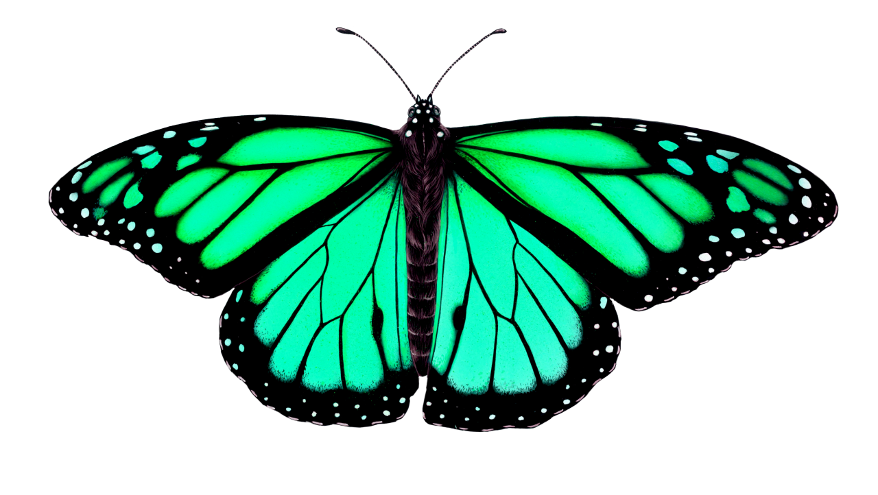  Butterfly,png,overlay,animal,insect,nature,butterfly,flying,isolated,blue,collection,white background,fragility,yellow,multi colored