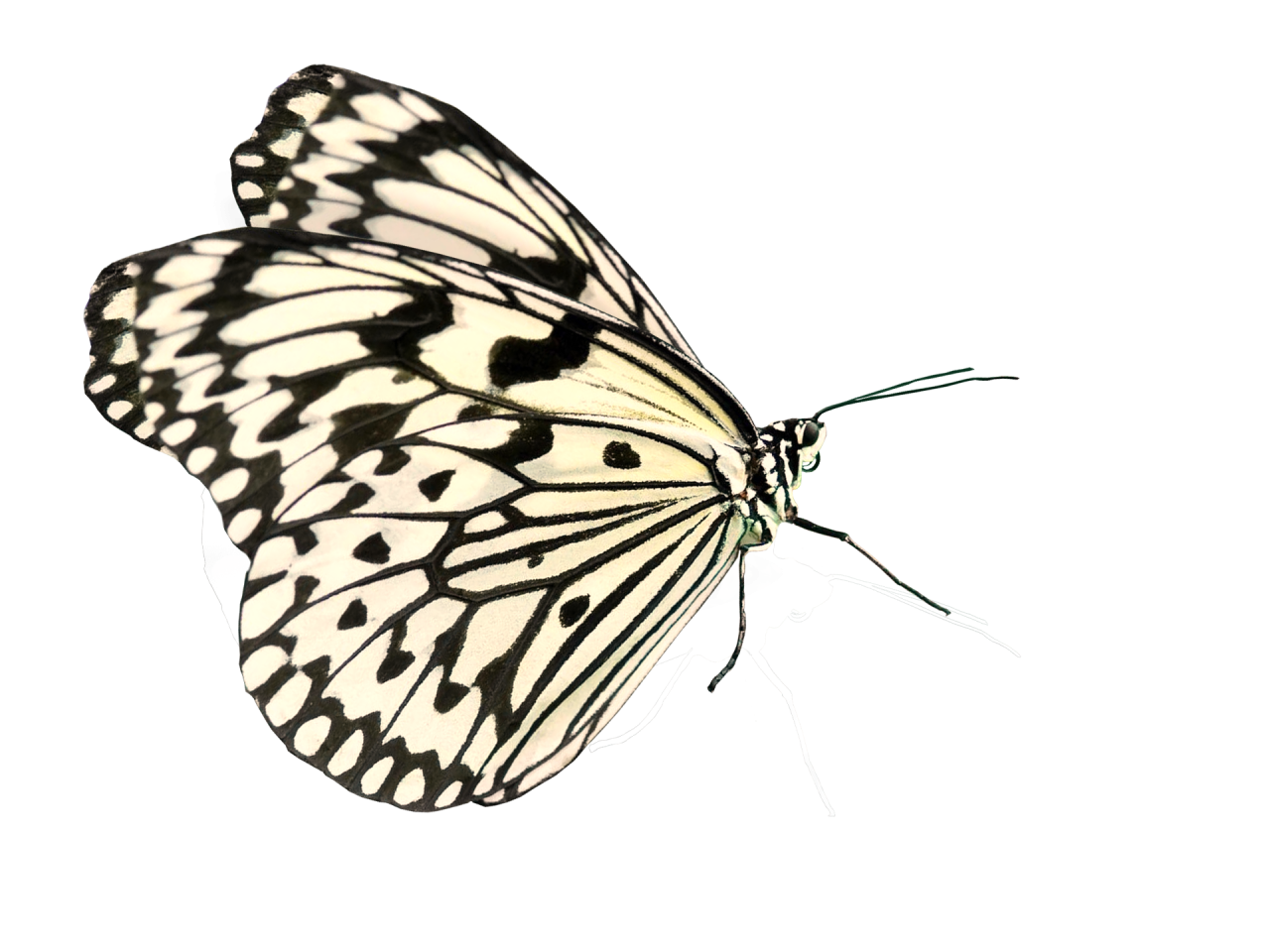  Butterfly,png,overlay,animal,insect,nature,butterfly,pattern,multi colored,flying,abstract,backgrounds