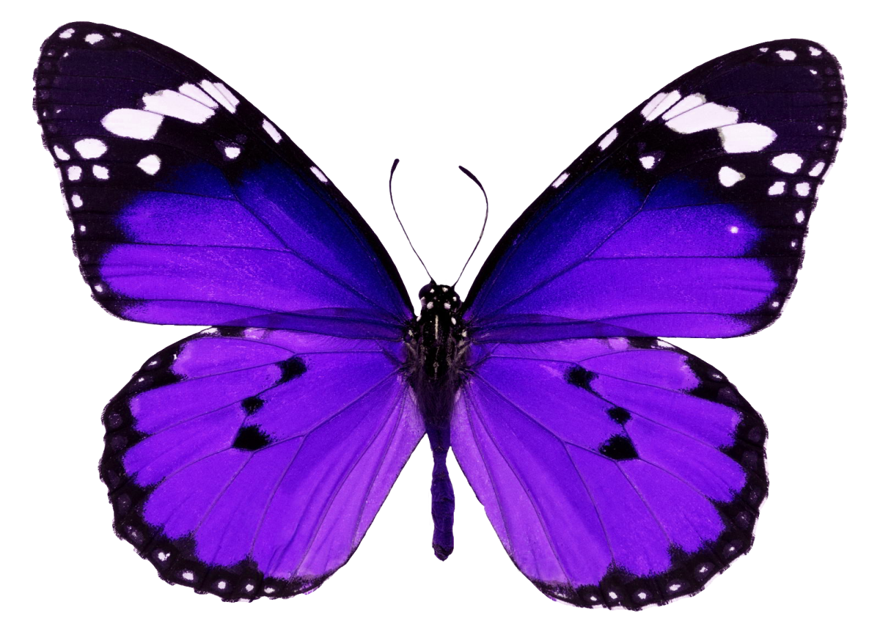  Butterfly,png,overlay,animal,insect,nature,butterfly,isolated,multi colored,white background,fragility,blue,flying,lepidoptera,collection,macro,beauty in nature,animal wing,close-up