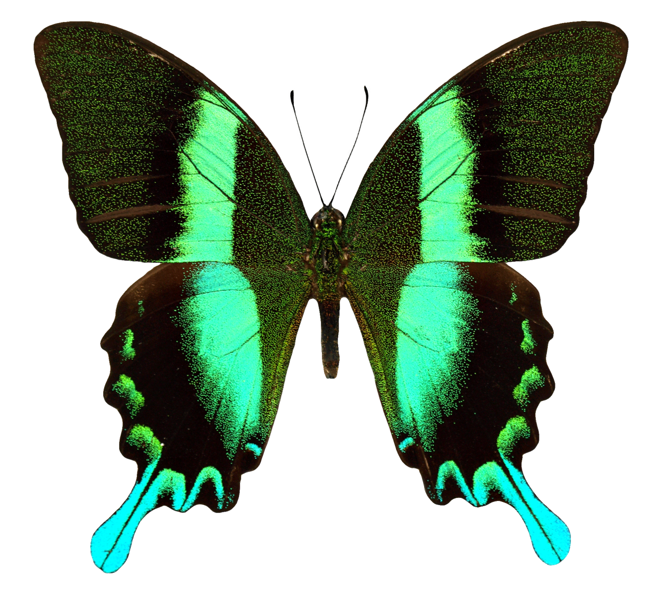  Butterfly,png,overlay,animal,insect,nature,multi colored,butterfly,close-up,green color,wood,material,backgrounds