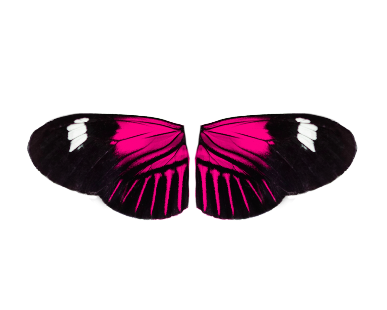  Butterfly,png,overlay,animal,insect,nature,butterfly,multi colored,beauty in nature,flying,pattern,close-up,backgrounds,animal wing