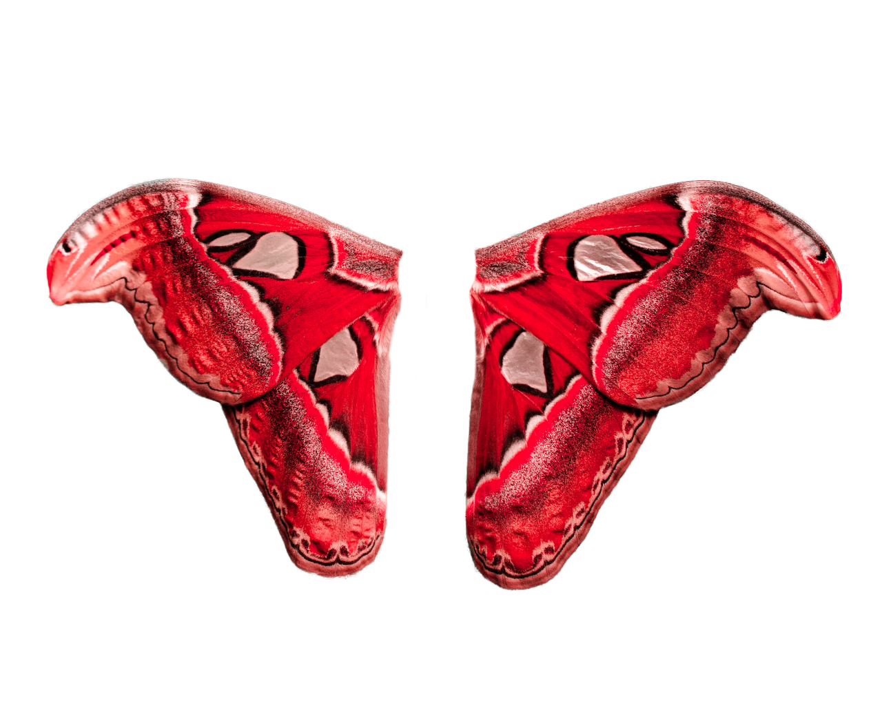  Butterfly,png,overlay,illustration,animal,shoe,design,vector