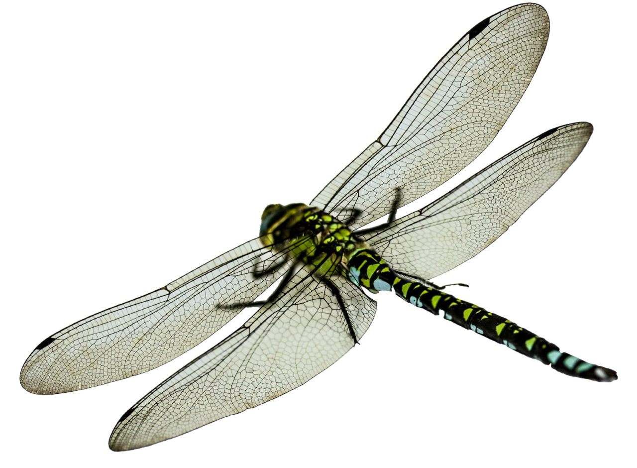 🥇 Image of Dragonfly Clipart Overlay PNG - 【FREE PHOTO】 100035234