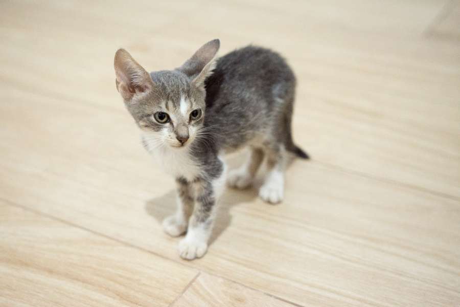 kitten, cat, cute, pet, animal, small, young, kitty, adorable, fur, domestic, funny, little, home, portrait, white, feline, fluffy, background, grey, baby, beautiful, pretty, purebred, looking, mammal, breed, sweet, furry, pedigree, pedigreed, tabby, eyes, gray, lovely, face, one, shorthair, soft, love, paw, british, playful, studio, sleep, cats, blanket, kittens, striped, hair
