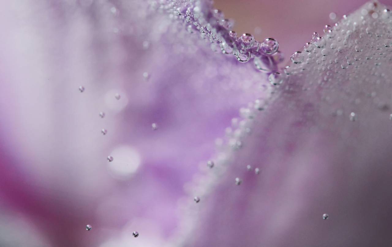 Resumen, flor, fondo, macro, agua, burbujas, planta, floral, orquídea, de cerca, gotas, mojado, botánica, papel tapiz, orgánico,