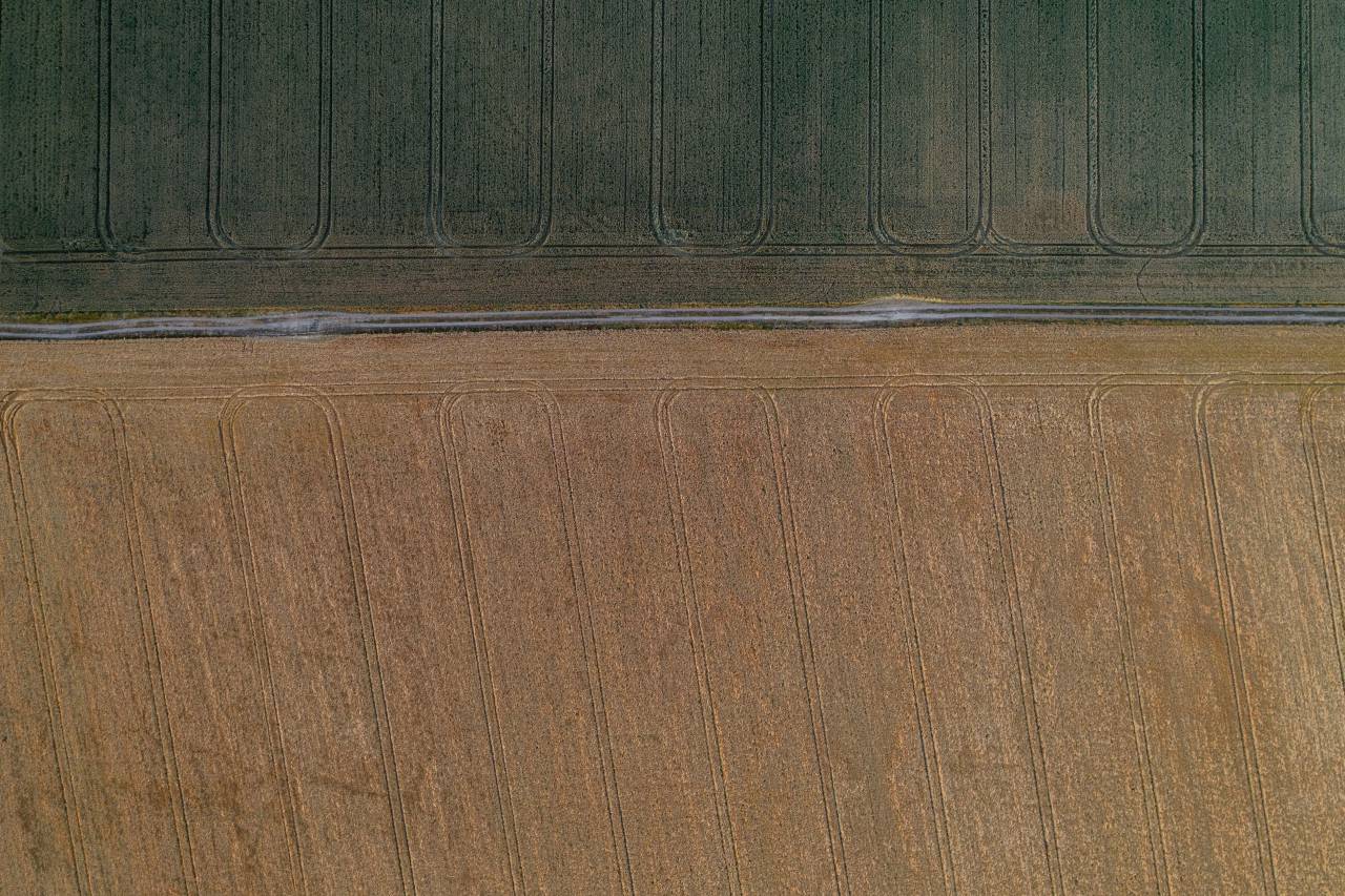 aéreo, campo, rural, trigo, camino, agricultura,