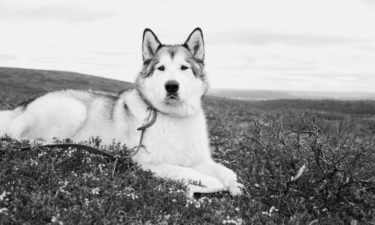 alaskan, malamute, wolf, dog, fjeld, lapland
, 