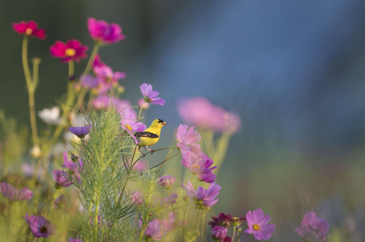 animals, birds, beautiful, gorgeous, perched, plants, flowers, branches, stems, stalks, outdoors, still, bokeh, yellow, purple
, 