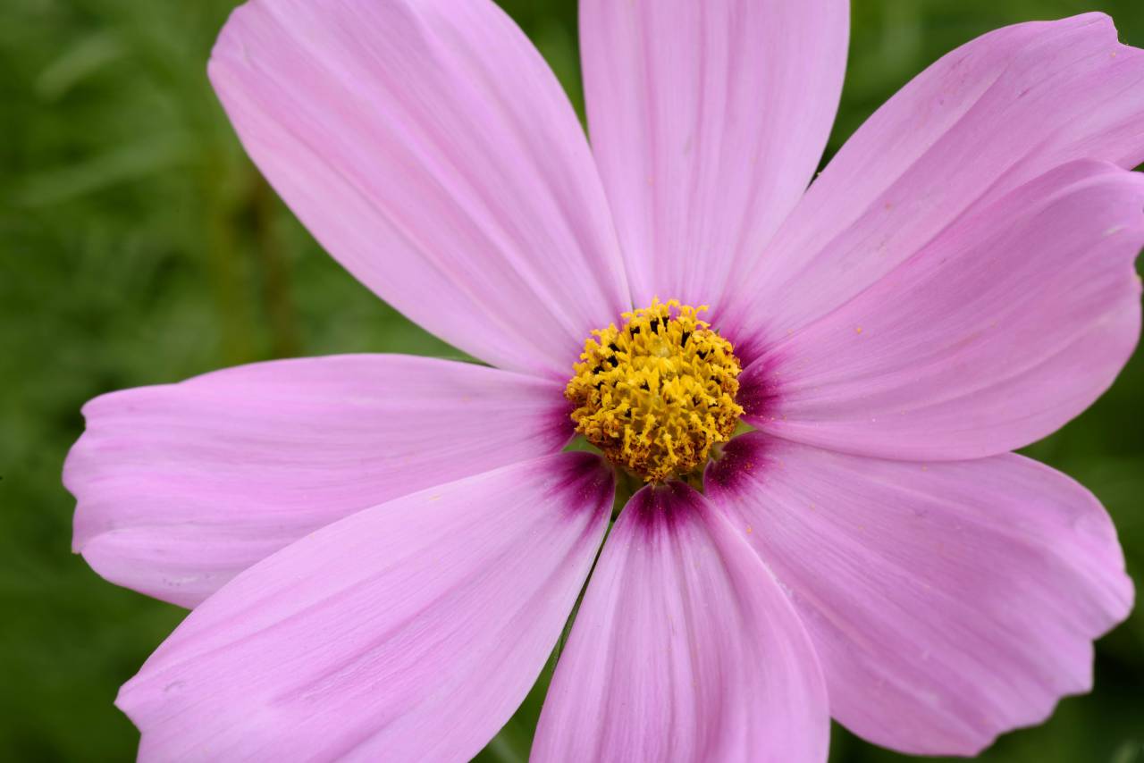 Hermosa, flor, cerrar, macro, polen, verano, primavera, florecer, flor, botánica, pétalos, jardín, naturaleza, al aire libre,