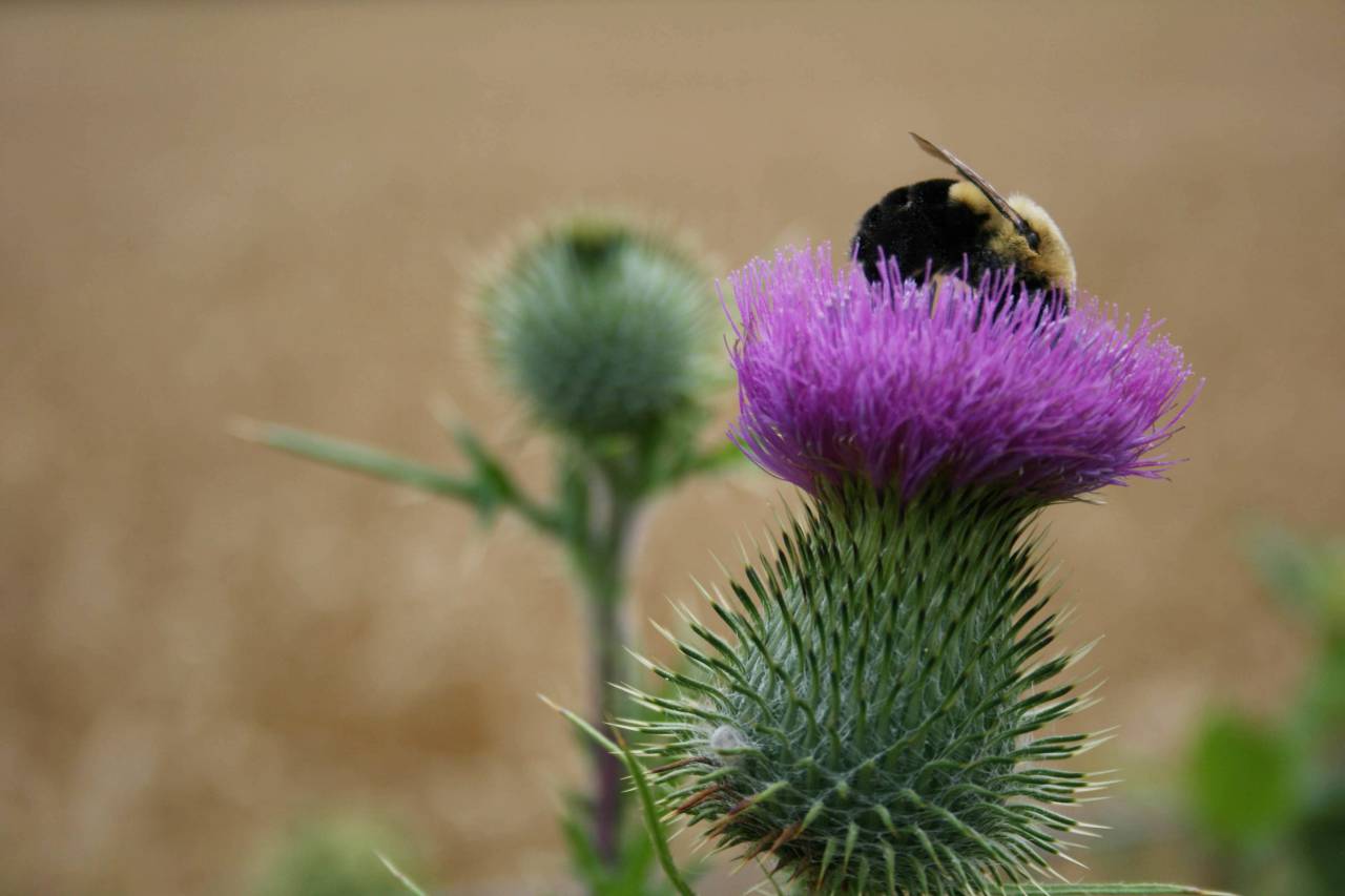 bee, close up, flower, thistle, pollen, bumble, insect, bug, wildlife, nature, bloom, purple, field, blossom
, 