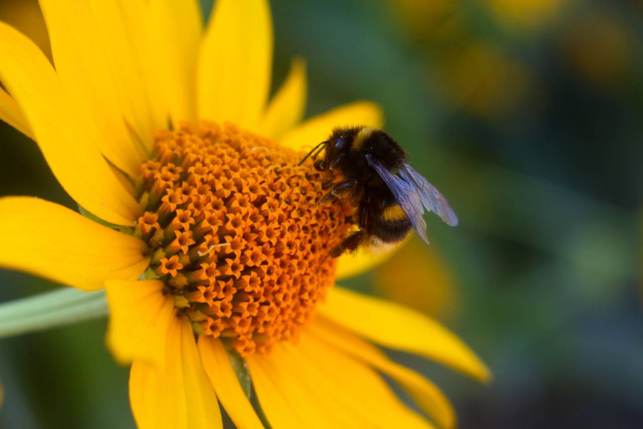 bee, flower, yellow, summer, nature, macro, honey, bumble
, 