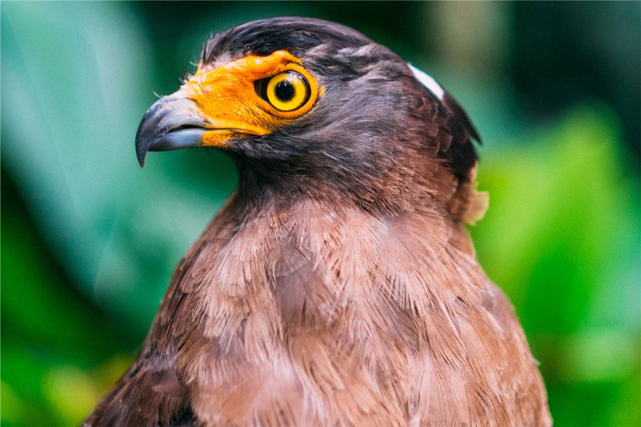pájaro, animal, pico, ojo,