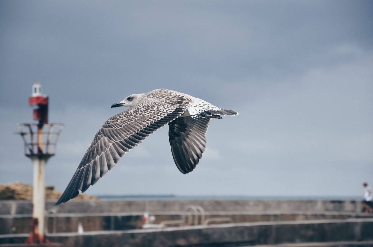 bird, animal, fly, nature, pole, wall, blur, sky
, 