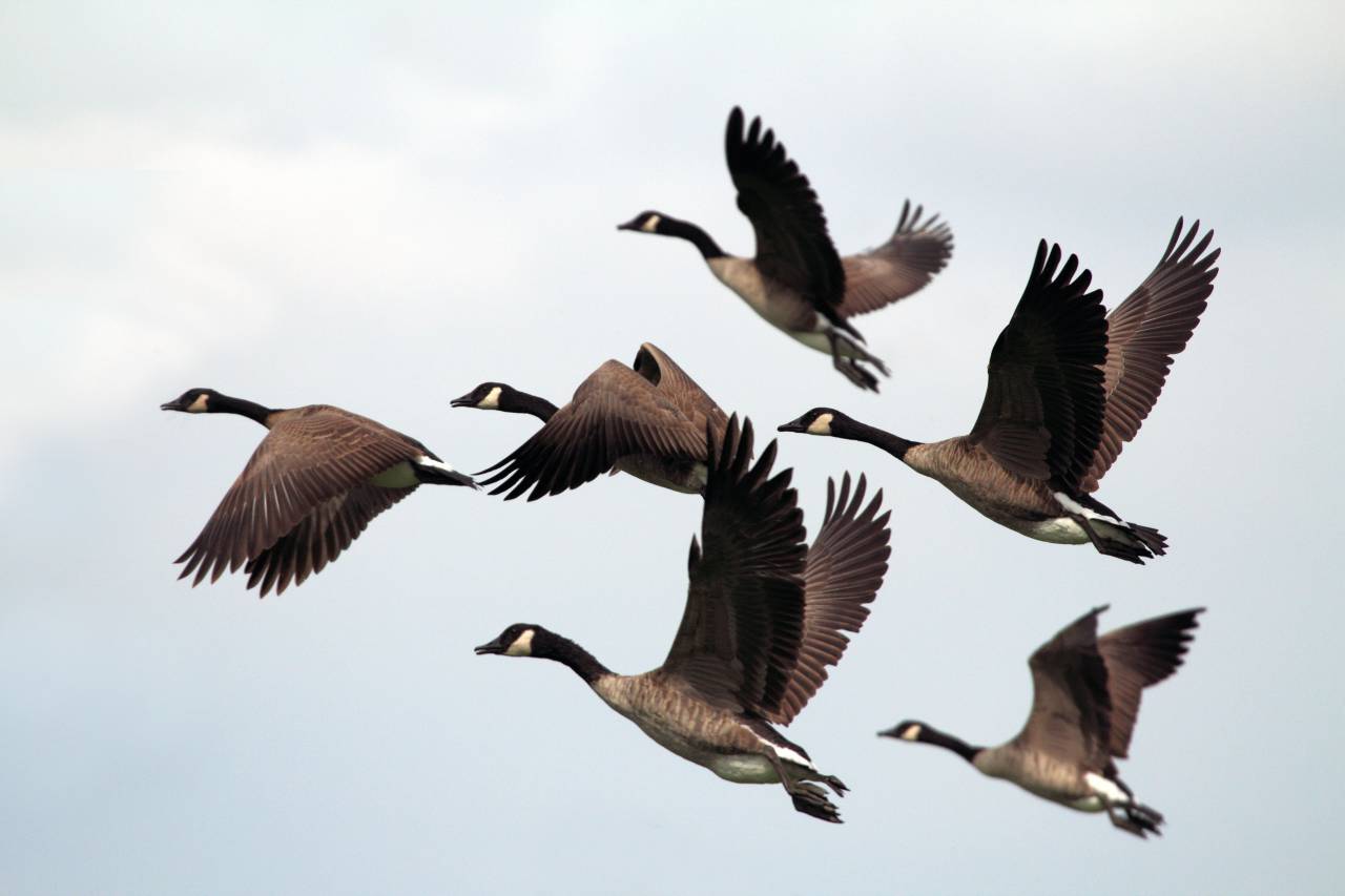 bird, fly, animal, beak, sky, clouds, flock, dove
, 