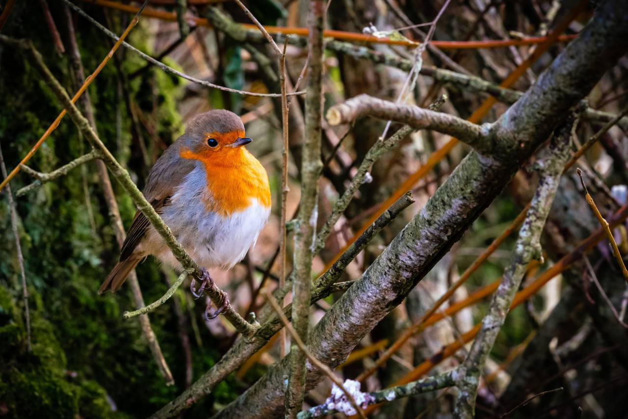 bird, perched, colorful, animal, feathers, beak, eyes, wildlife, tree, nature, outdoors, mossy, bokeh, habitat, branches, close up
, 