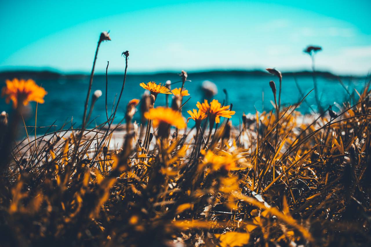 Azul, agua, mar, azul, costa, hierba, flor, al aire libre, planta,
