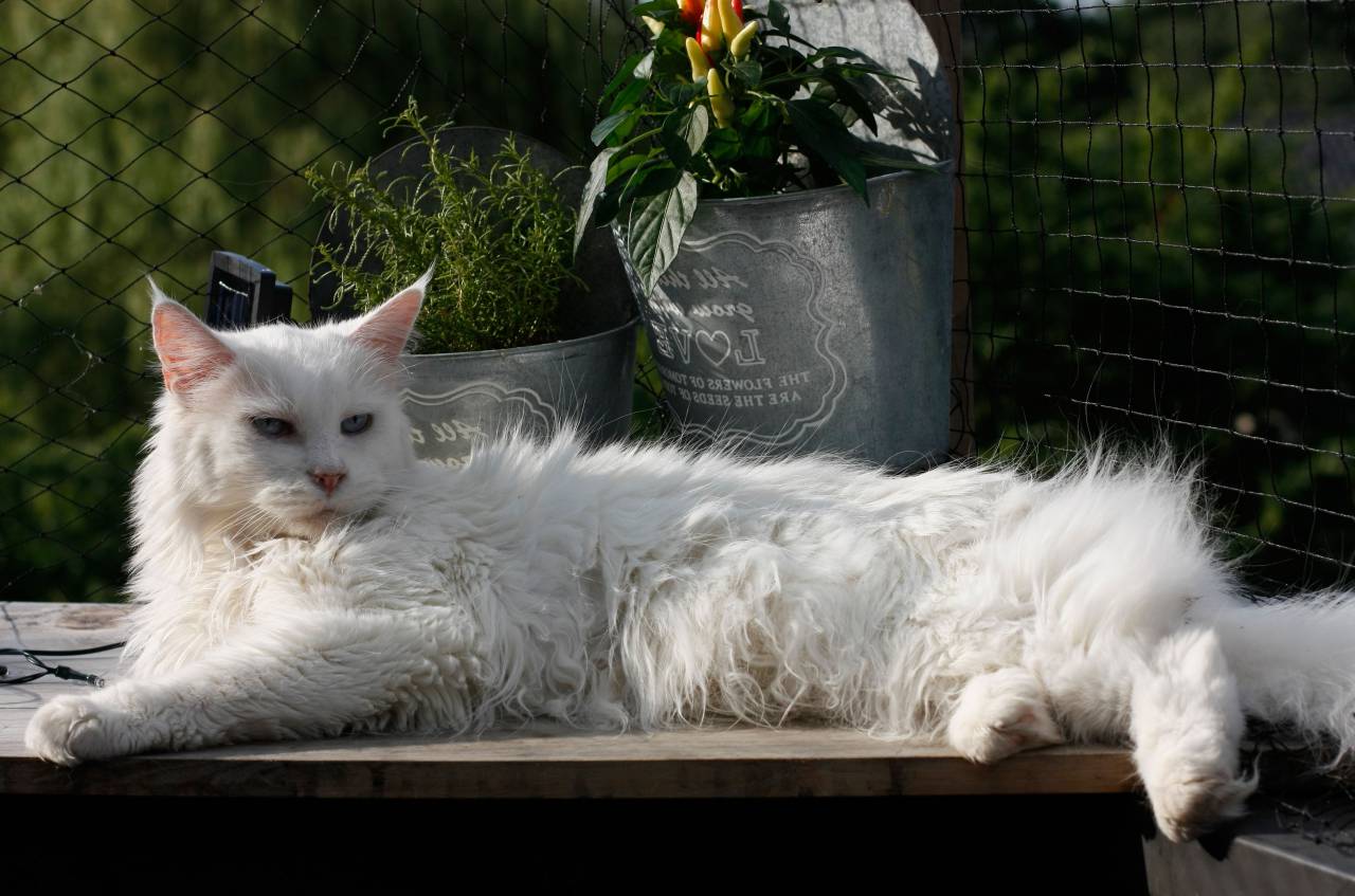animal, bigotes, blanco, gato, gatito, monada, ojos,