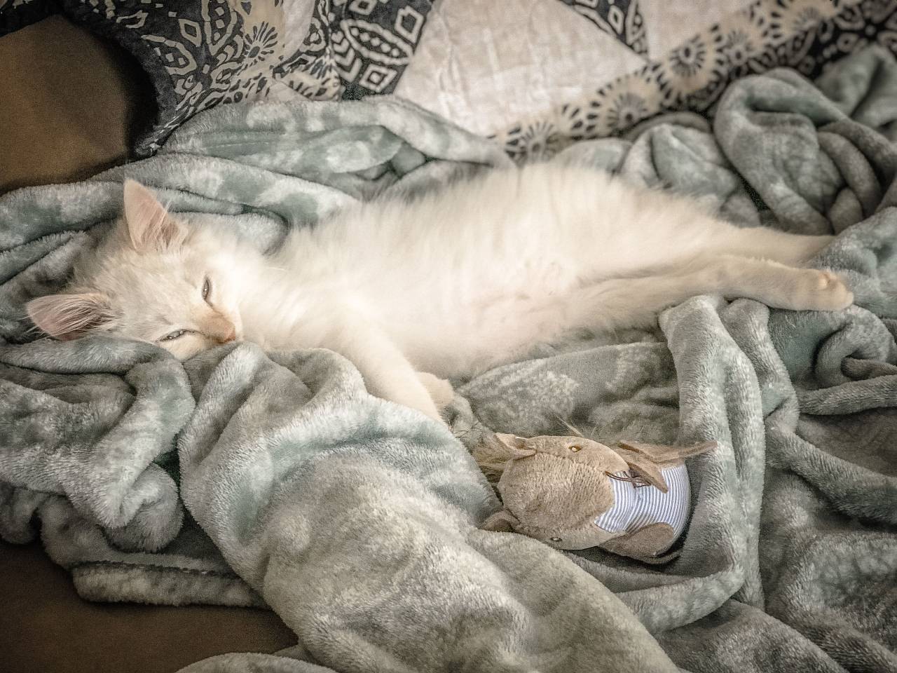 Gato, blanco, dormir, manta, cama, felino, juguete, mimoso, relleno, alfombra,
