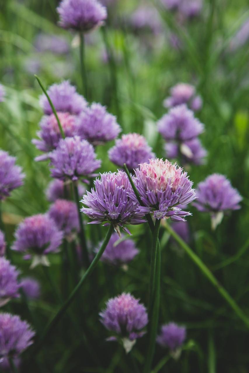 chives, blossom, garden, nature, wild, purple, bloom, plants, botanical, ingrediant, close up
, 