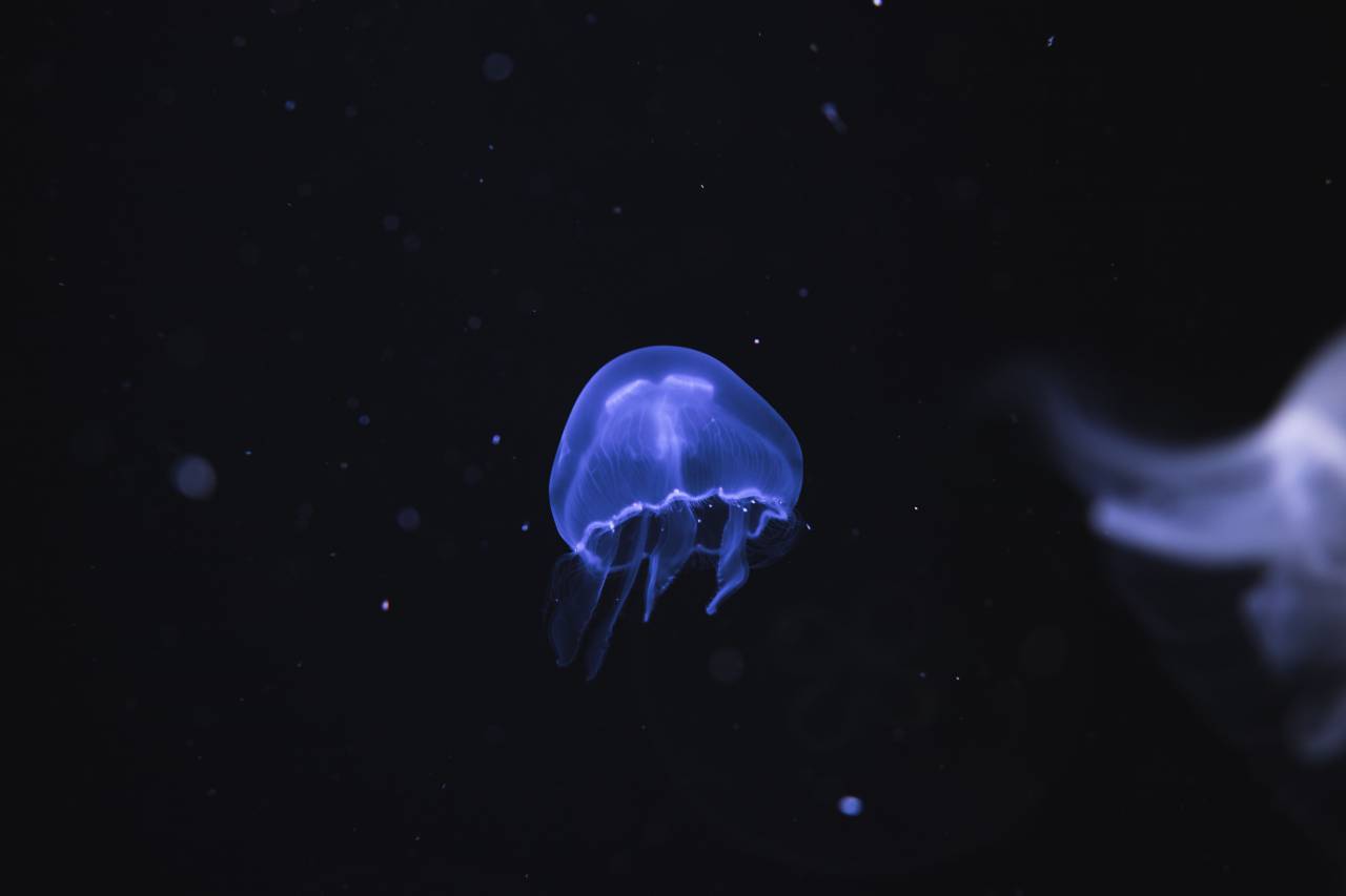 Oscuro, agua, medusas, acuáticos, animales, bajo el agua, luz,