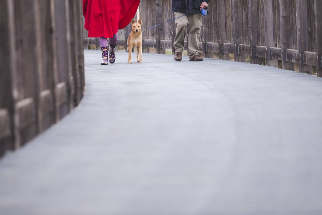 perro, animal, mascota, correa, al aire libre, pavimento, gente, mascota, Portland, caminar,