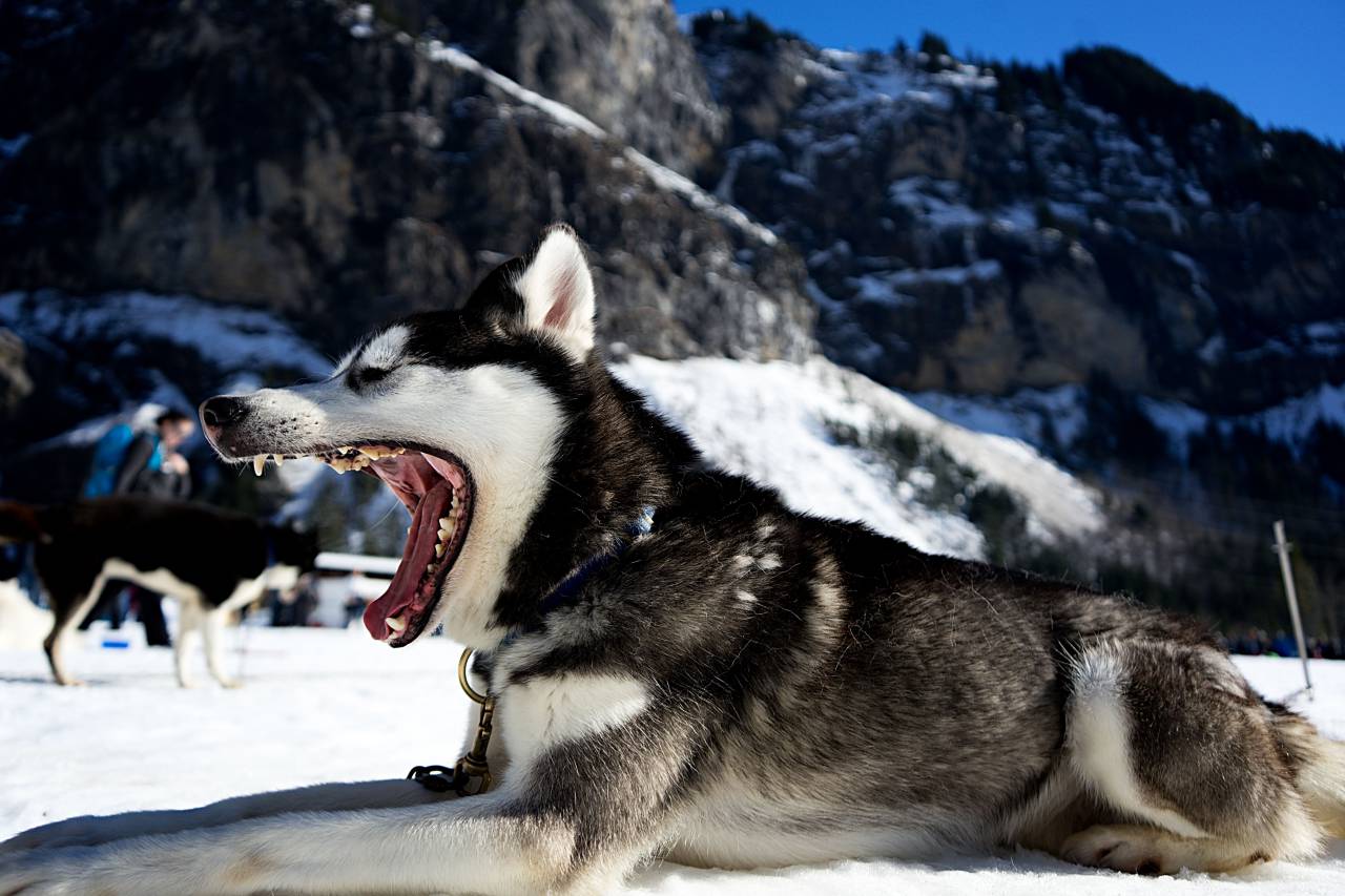 cachorro, husky, preto, branco, clima, neve, frio, inverno, flocos,