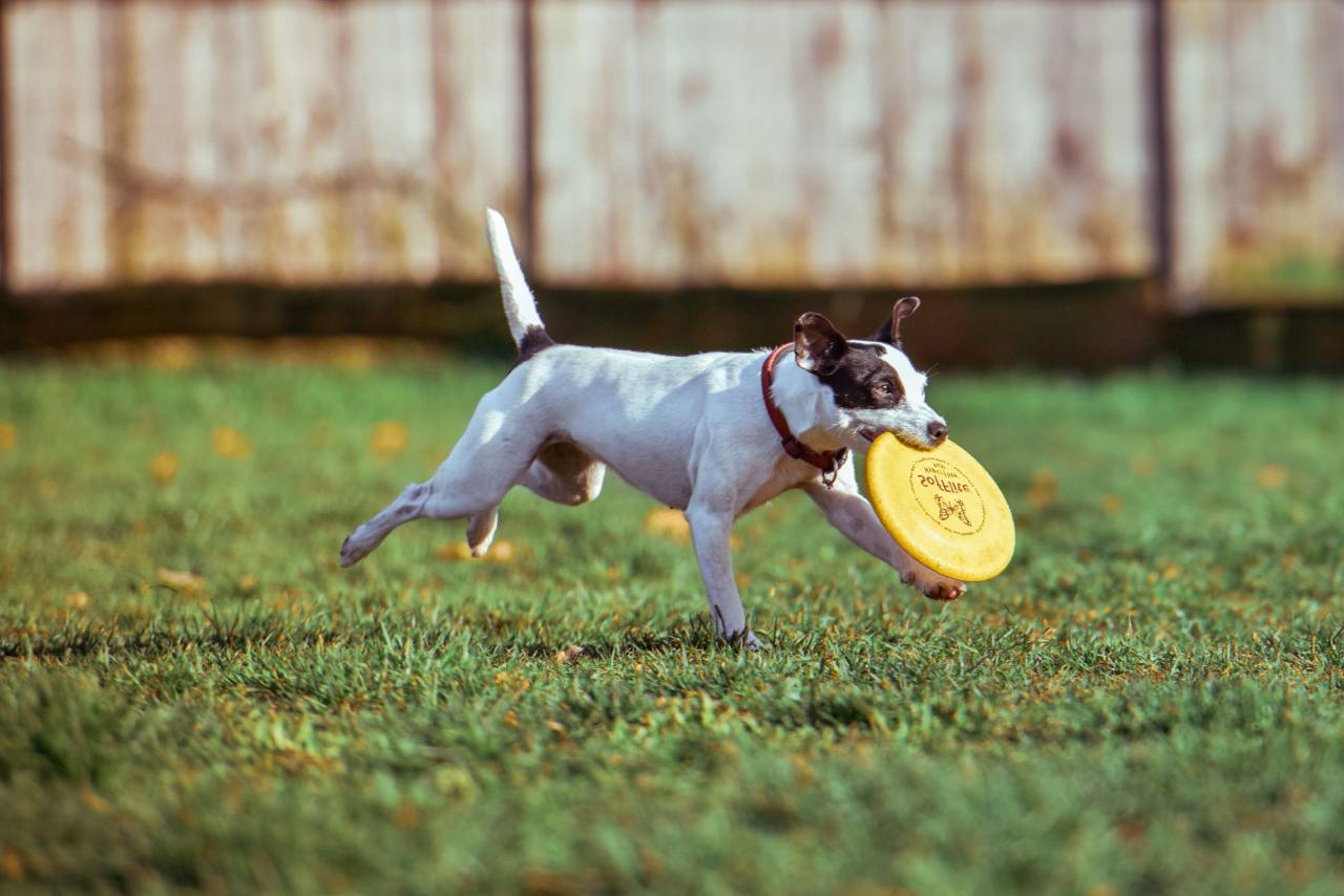 perro, mascota, campo, feliz, jugando, césped, collar, frisbee, corriendo,
